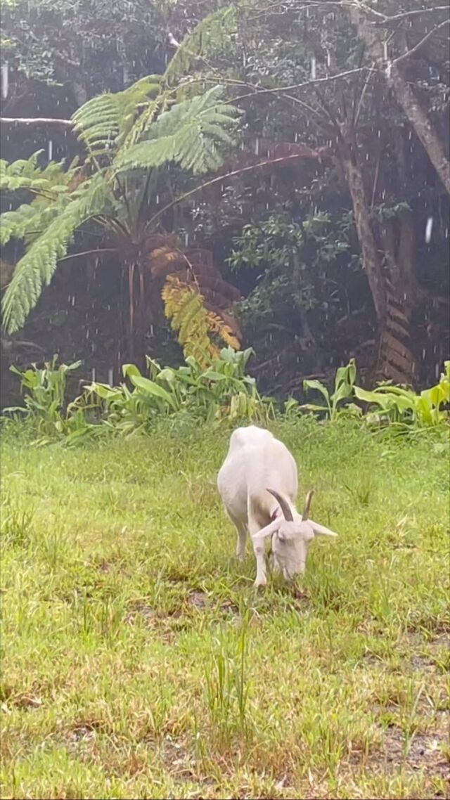 ミドリヤさんのフクコ
雨でも、ずーっと食べてる。