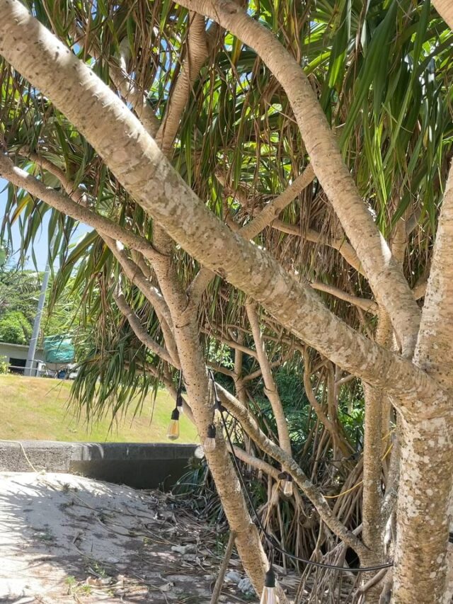 奄美大島　
夏🍉真っ盛り☀️☀️☀️

そよそよ吹く風が気持ちよく
アダンの木陰が涼しいです