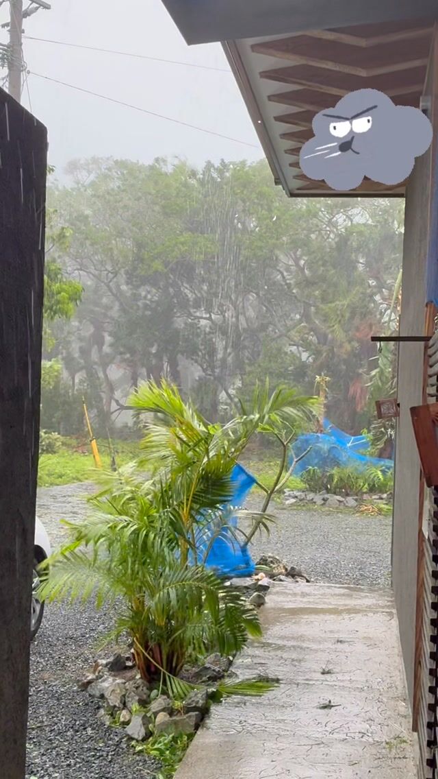 奄美にくると色々な自然の力を感じます。虫や動物それに植物、台風も
When you come to Amami, you can feel the power of nature in many ways. Insects, animals, plants, and even typhoons.