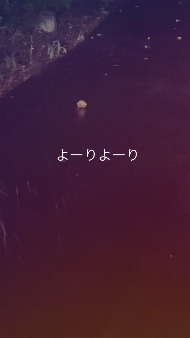 与庵がある集落道路にも
夜な夜なてくてく　てくてくと
🦀さん🐚さんたちが道路を歩いています

ゆっくりゆっくり走ってね

よーりよーりでいきましょう😊

#amami #ヤドカリ #天然記念物 
#自然 #ロードキルがなくなりますように